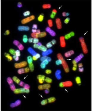 FISH Human Chromosomes